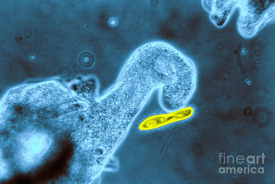 Light Micrograph Of Amoeba Catching Photograph by Eric V. Grave