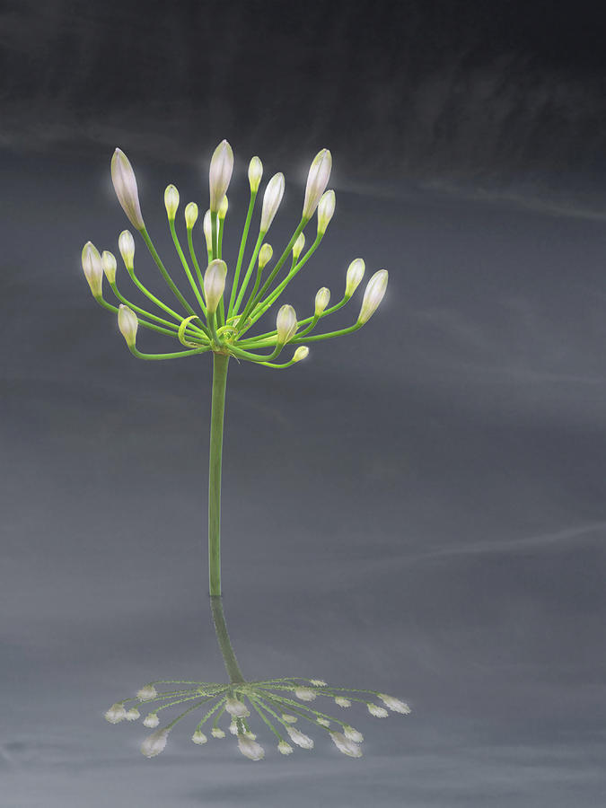 Light of Dreams by Michael Taggart Light of Dreams by Michael Taggart