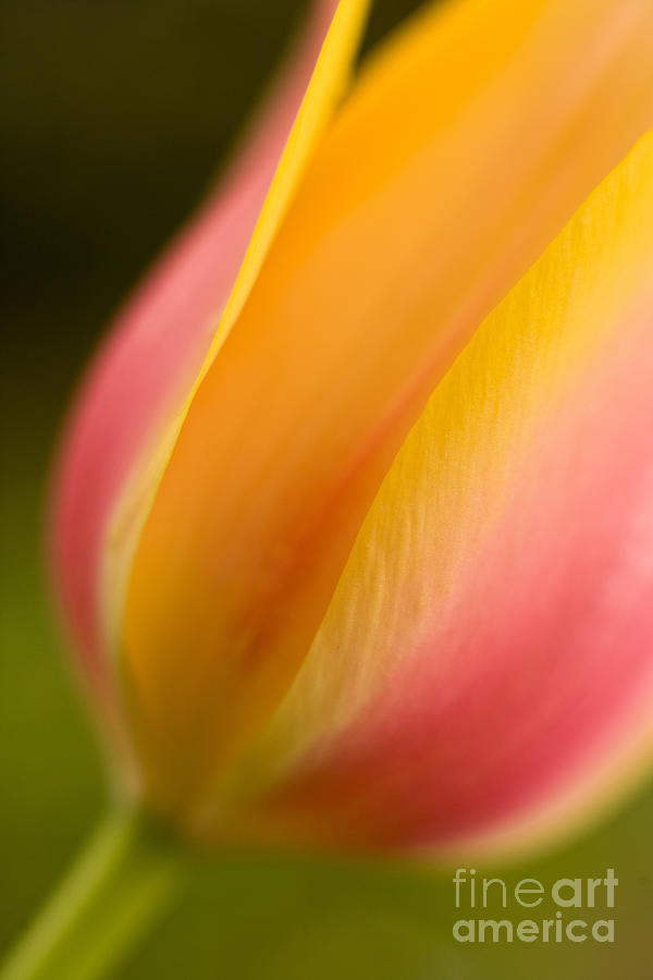 Tulip Photograph - Light of the Garden by Mike Reid