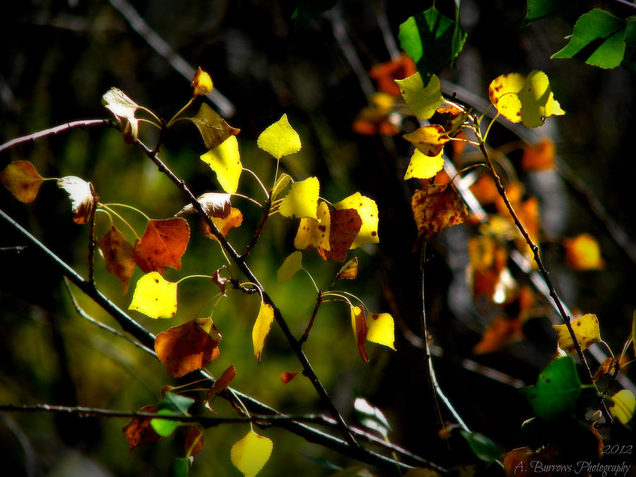 Light on the Leaves Photograph by Aaron Burrows