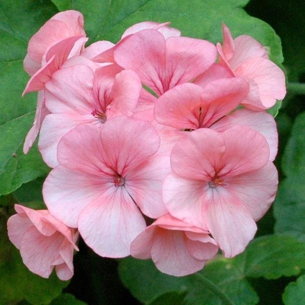 Flower Photograph - Light Pink Geranium #flowersonly by William Tan