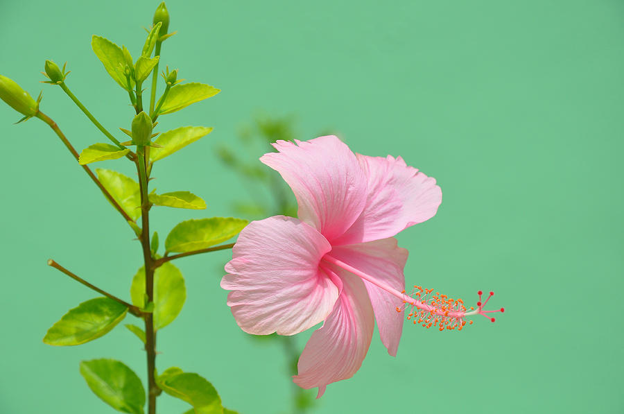 Light Pink Hibiscus Photograph By Colleen English