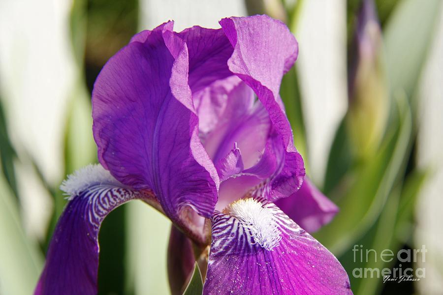 Light purple Iris Photograph by Yumi Johnson