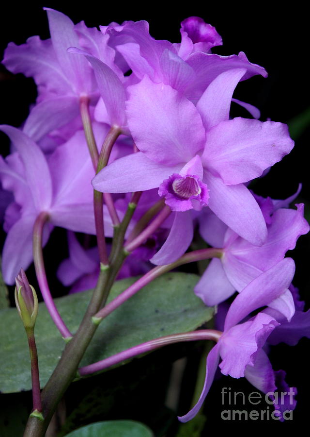 Light Purple Orchids Photograph by Carol Groenen