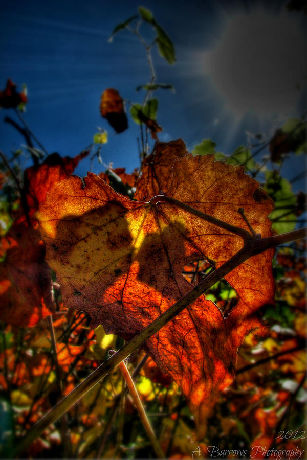 Light Rays on the Fall Foliage Photograph by Aaron Burrows - Pixels