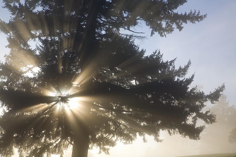 Nature Photograph - Light Through Tree, Willamette Valley by Craig Tuttle