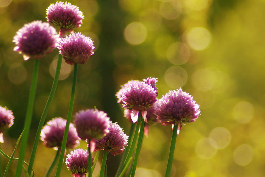 Lightbubbles Behind Flower Photograph by Bob Van Den Berg Photography Lightbubbles Behind Flower Photograph by Bob Van Den Berg Photography