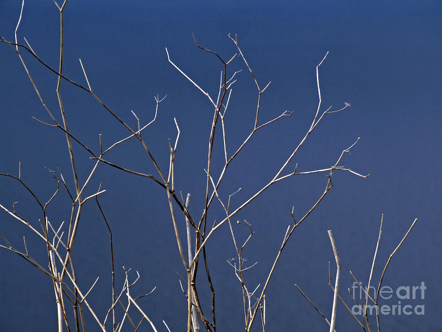 Lighted Branches by Mary Attard Lighted Branches by Mary Attard