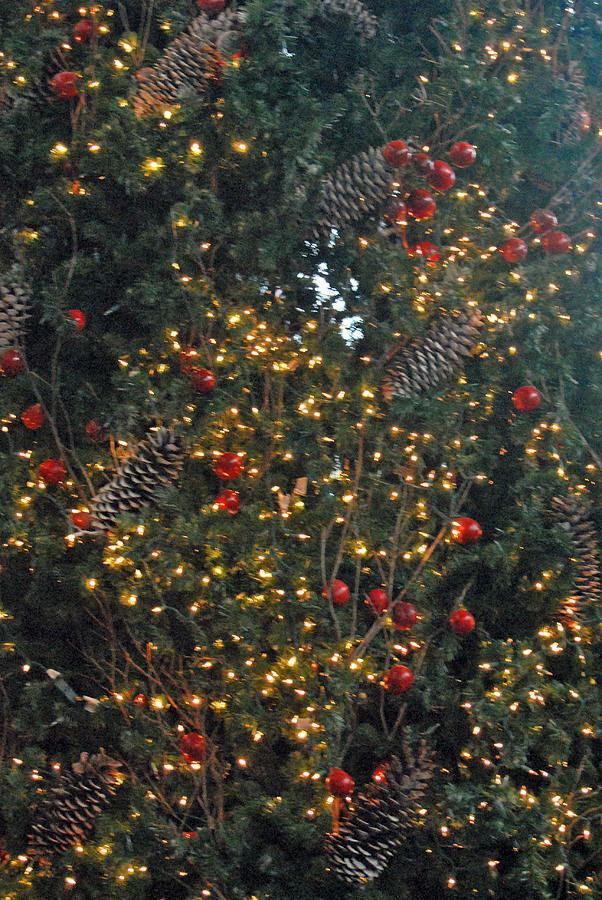Lighted Christmas Tree Photograph by Teresa Blanton