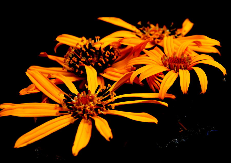 Ligularia Flowers Photograph by Tatyana Searcy