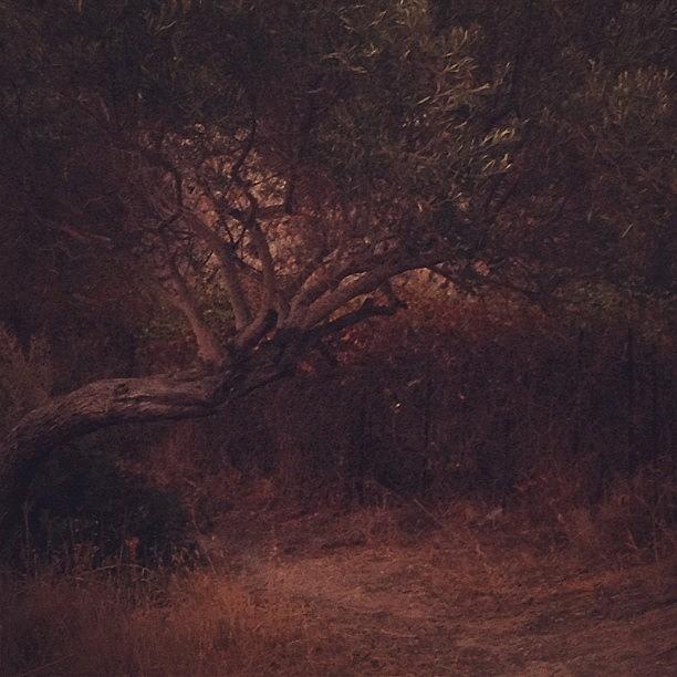 Greek Photograph - Like A Painting #real #september #tree by Myrtali Petrocheilou