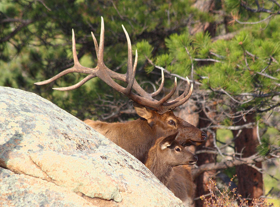 Rocky Mountain National Park Photograph - Like Father - Like Son by Shane Bechler
