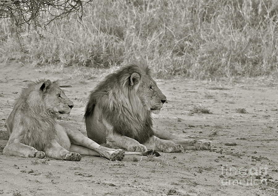 Lion Photograph - Like Father Like Son by William Moore