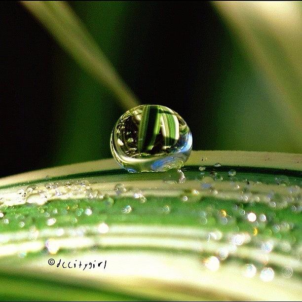Bokeh Photograph - Like Silent Raindrops Fell by Dccitygirl WDC