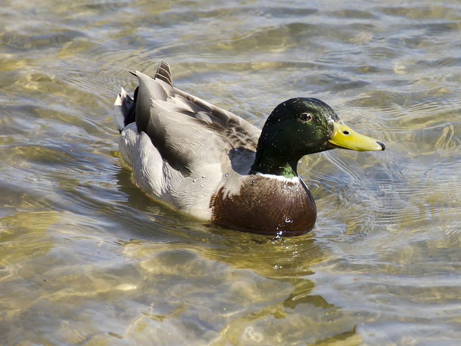 Like Water off a ducks back Photograph by LeeAnn McLaneGoetz Fine Art