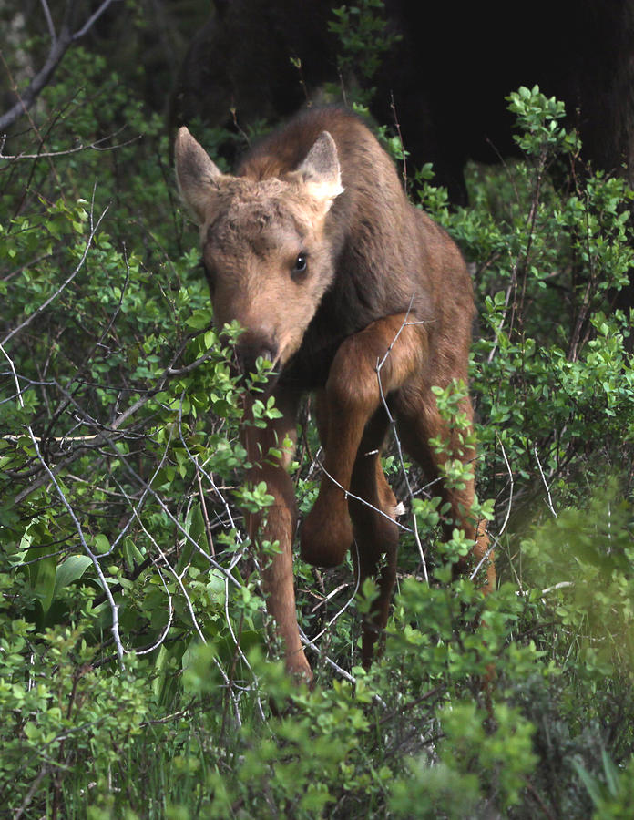 Debra Raskin Lil Leaper Photograph by Debra Raskin | Fine Art America