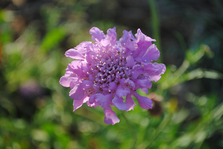 Lil Purple Photograph by Kimberly Harrison - Fine Art America