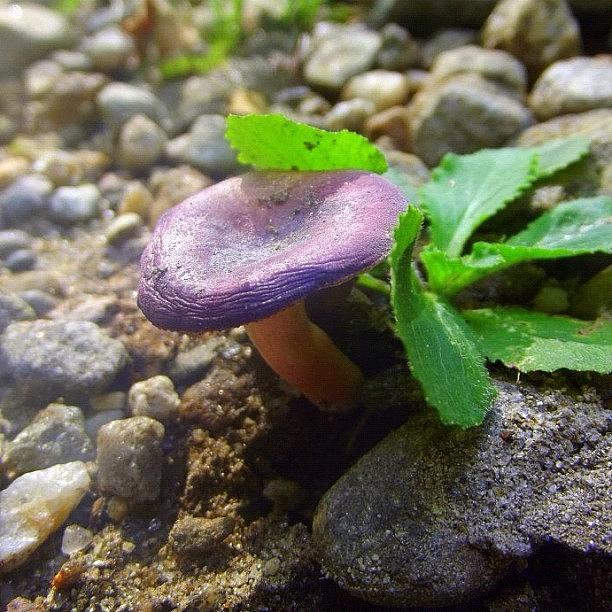 Mushroom Photograph - Lil Purple One :) #mushroom by Cassandra Leigh