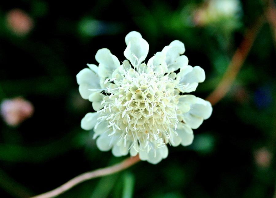 Lil White Flower Photograph by Ellen Heaverlo
