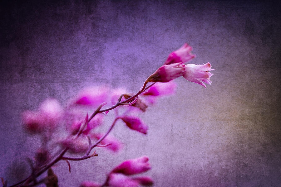 Lilac and Pink Dream Photograph by Clare Bambers