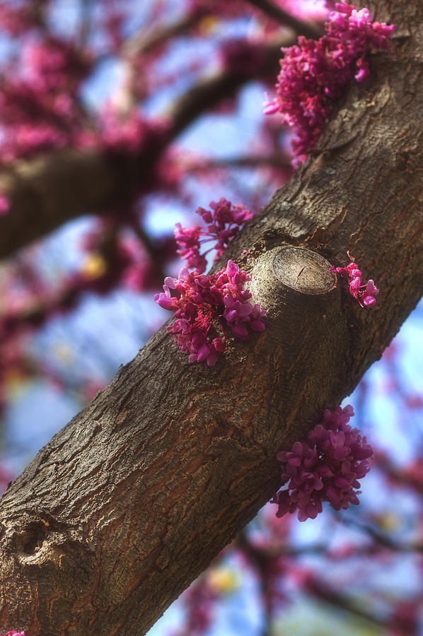 Lilac Bark Photograph by Joann Vitali