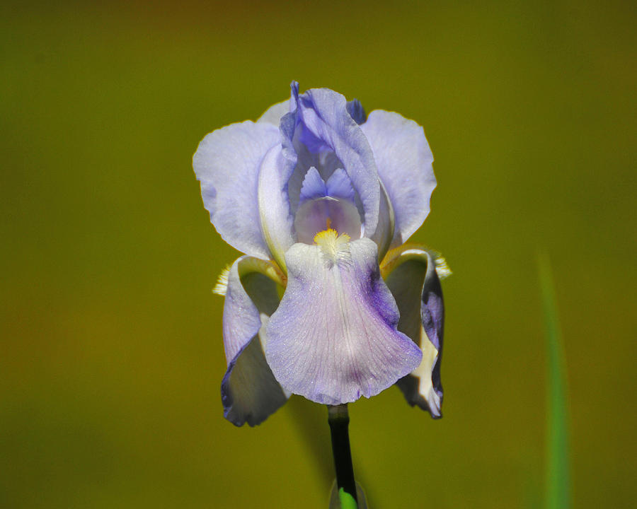 Lilac Blue Iris Flower II Photograph by Jai Johnson