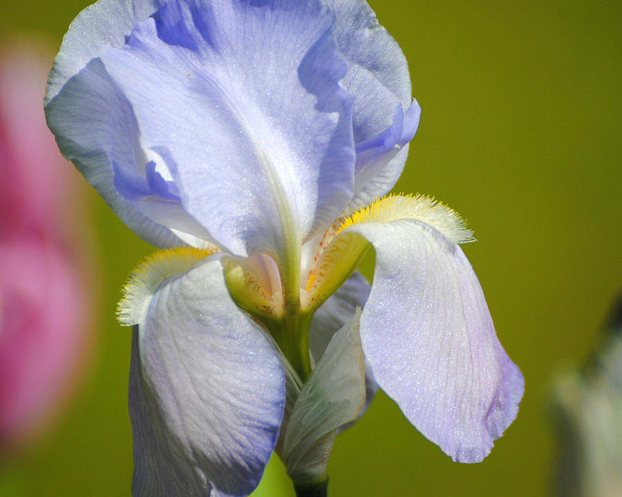 Lilac Blue Iris Flower III Photograph by Jai Johnson