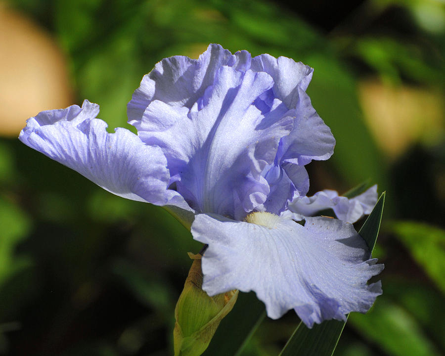 Lilac Blue Iris Flower Photograph by Jai Johnson