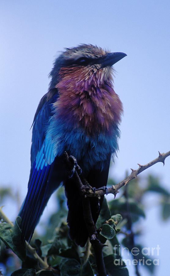 Lilac Breasted Roller - Tanzania Photograph by Craig Lovell