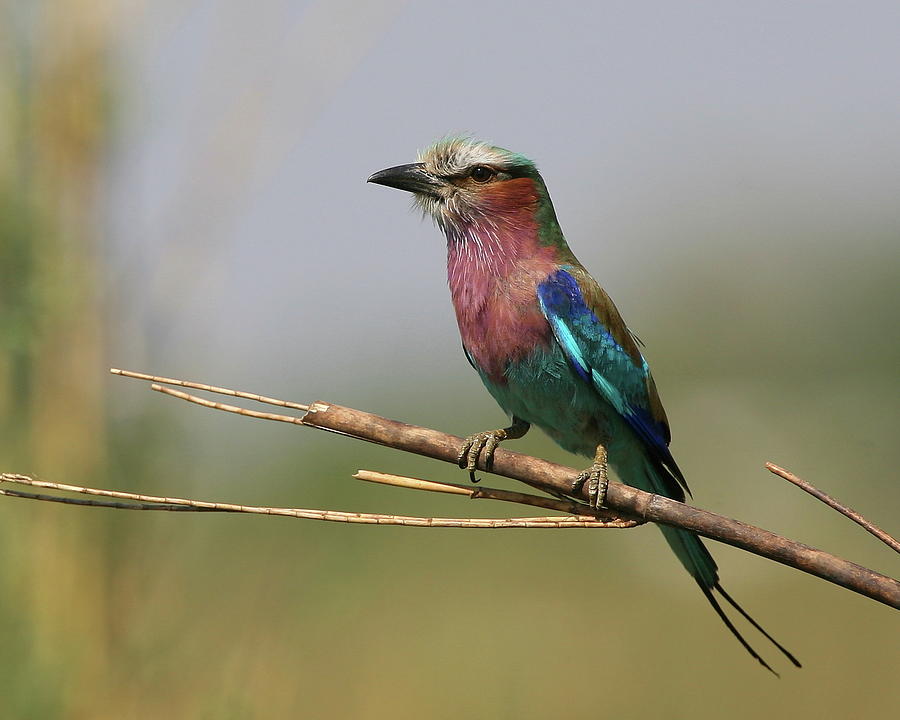 Lilac-breasted Roller Photograph by Bruce J Robinson