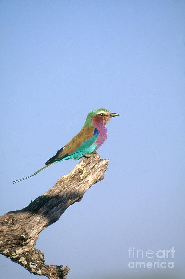 Lilac-breasted Roller Photograph by Gregory G Dimijian