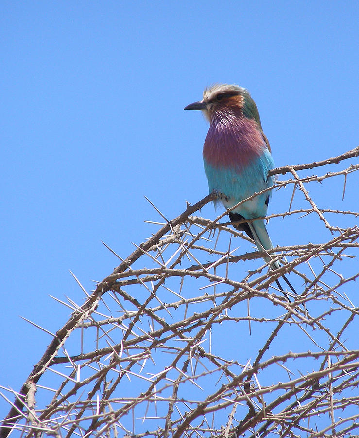 Lilac Breasted Roller Photograph by Louise Peardon