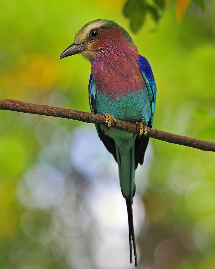 Lilac-breasted Roller Photograph by Tony Beck