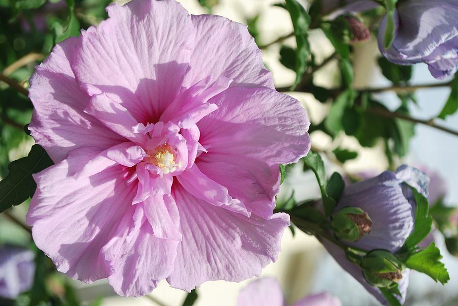 Lilac Carnation Photograph by Michelle Cruz - Fine Art America