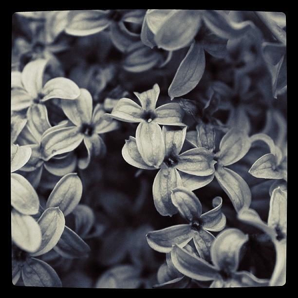 Flower Photograph - lilac close up in BW by Justin Connor
