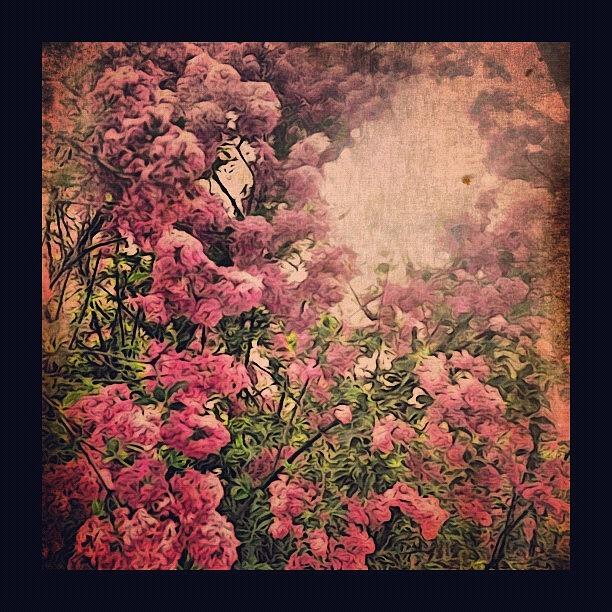 Instagram Photograph - Lilac Empyrean by Paul Cutright