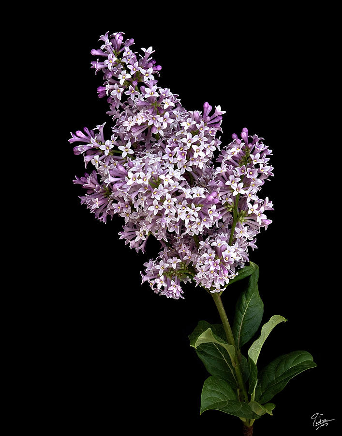 Flower Photograph - Lilac by Endre Balogh