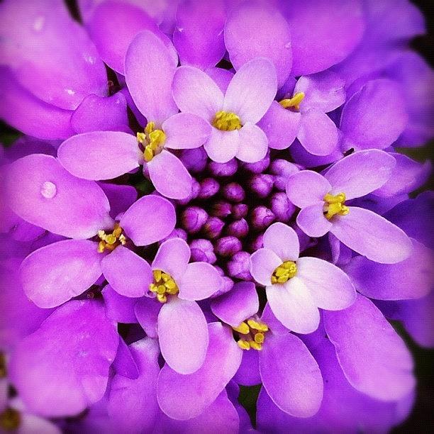 Nature Photograph - #lilac #flower #flowers #nature #garden by Julia Mironova