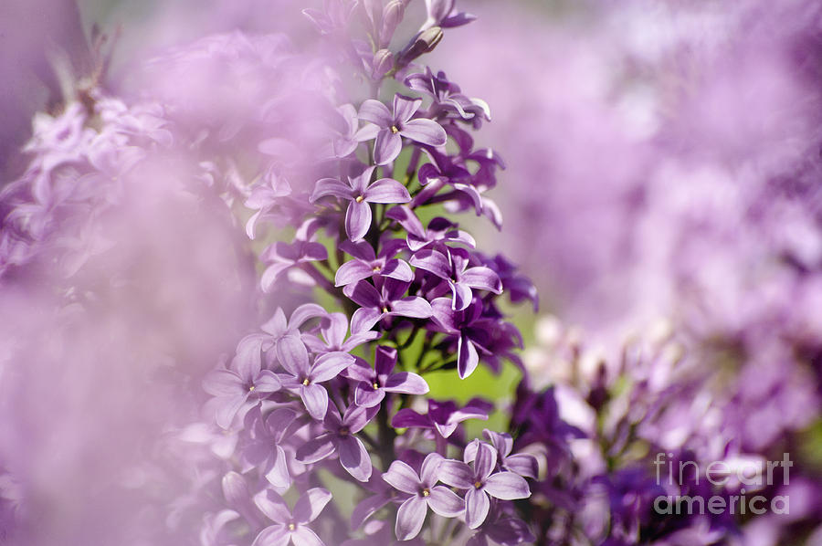 Spring Photograph - Lilac Haze by Cheryl Davis