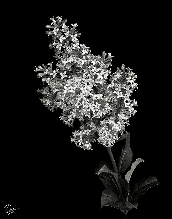 Lilac in Black and White Photograph by Endre Balogh