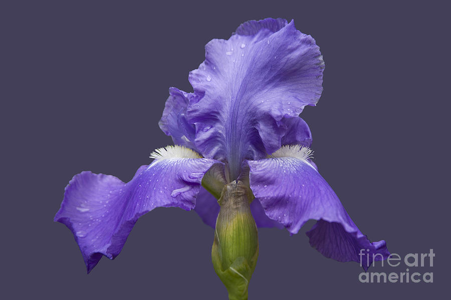 Lilac Iris Photograph by Heiko Koehrer-Wagner