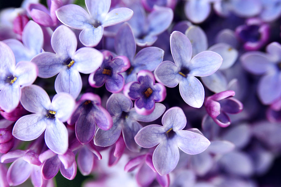 Lilac Petals Photograph by The Forests Edge Photography - Diane Sandoval