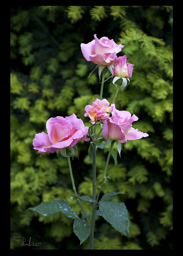 Lilac roses  card Photograph by Raffaella Lunelli