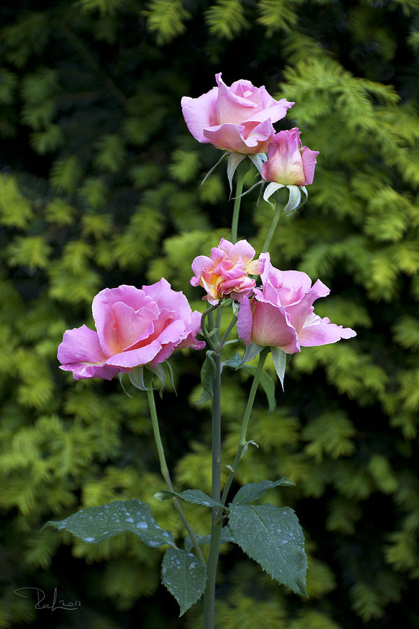 Lilac roses Photograph by Raffaella Lunelli