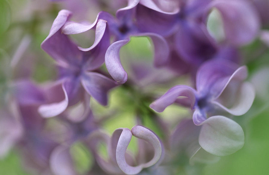 Lilac Flower  Photograph by Jan Vermeer