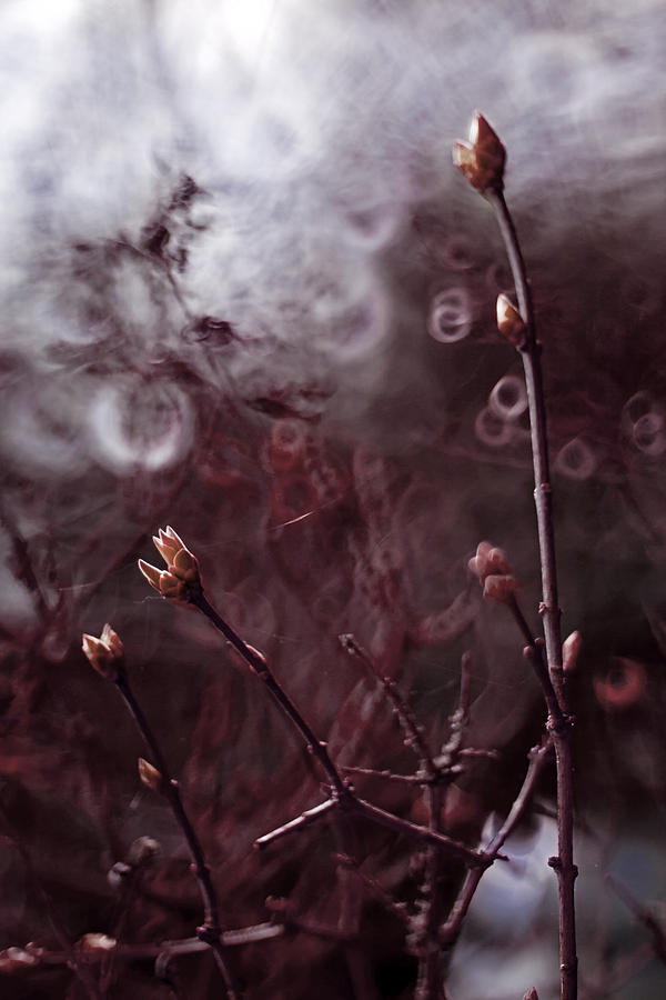 Lilac tree Photograph by Ang El