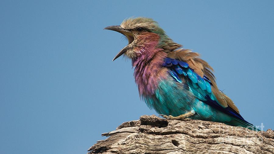 Lilacbreasted Roller Photograph by Mareko Marciniak