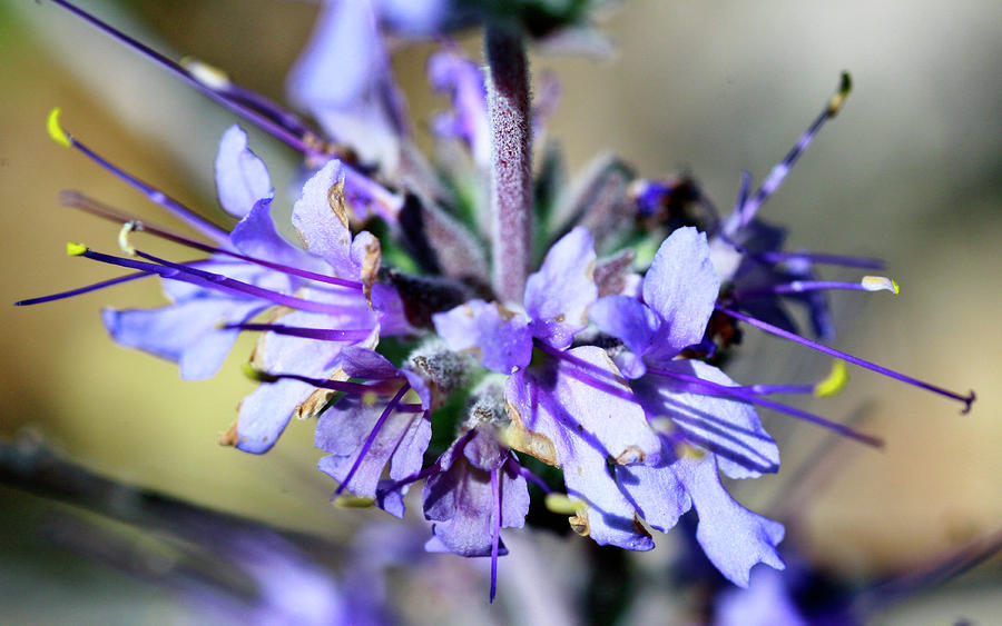Lilacs Photograph by Gilbert Artiaga