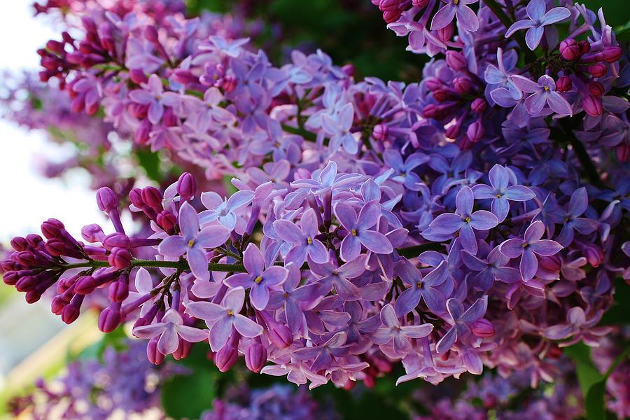 Lilacs in Bloom Photograph by Bruce Bley