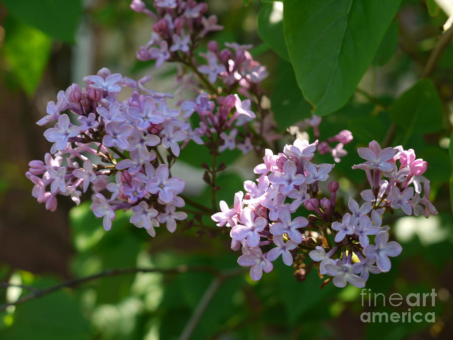 Lilacs in the Garden Photograph by Heather Hennick